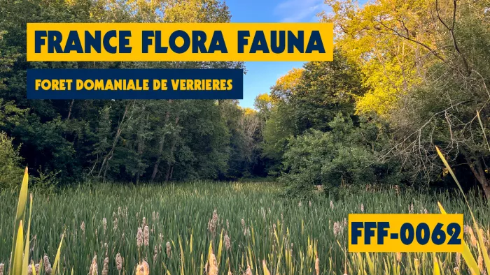 FFF-0062 - Foret domaniale de Verrieres