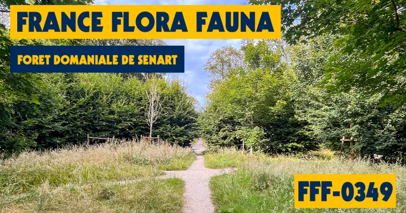 FFF-0349 - Foret domaniale de Senart
