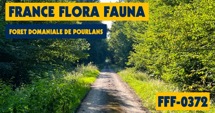 FFF-0372 - Foret domaniale de Pourlans