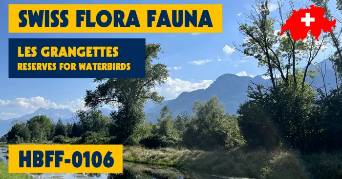 HBFF-0106 - Les Grangettes Reserves For Waterbirds, VD Part
