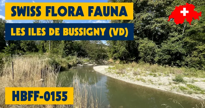 HBFF-0155 - Les Iles De Bussigny (VD)
