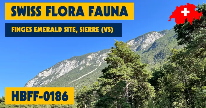 HBFF-0186 - Finges Emerald Site, Sierre (VS)